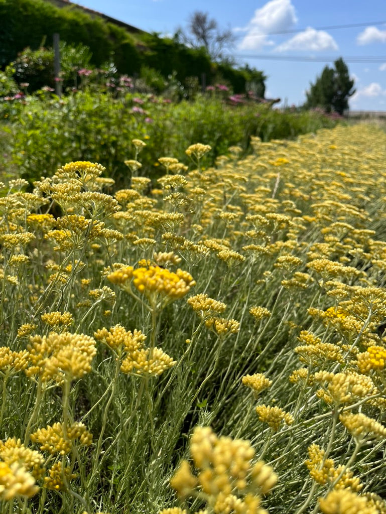 Eau Florale Intégrale d'immortelle bio