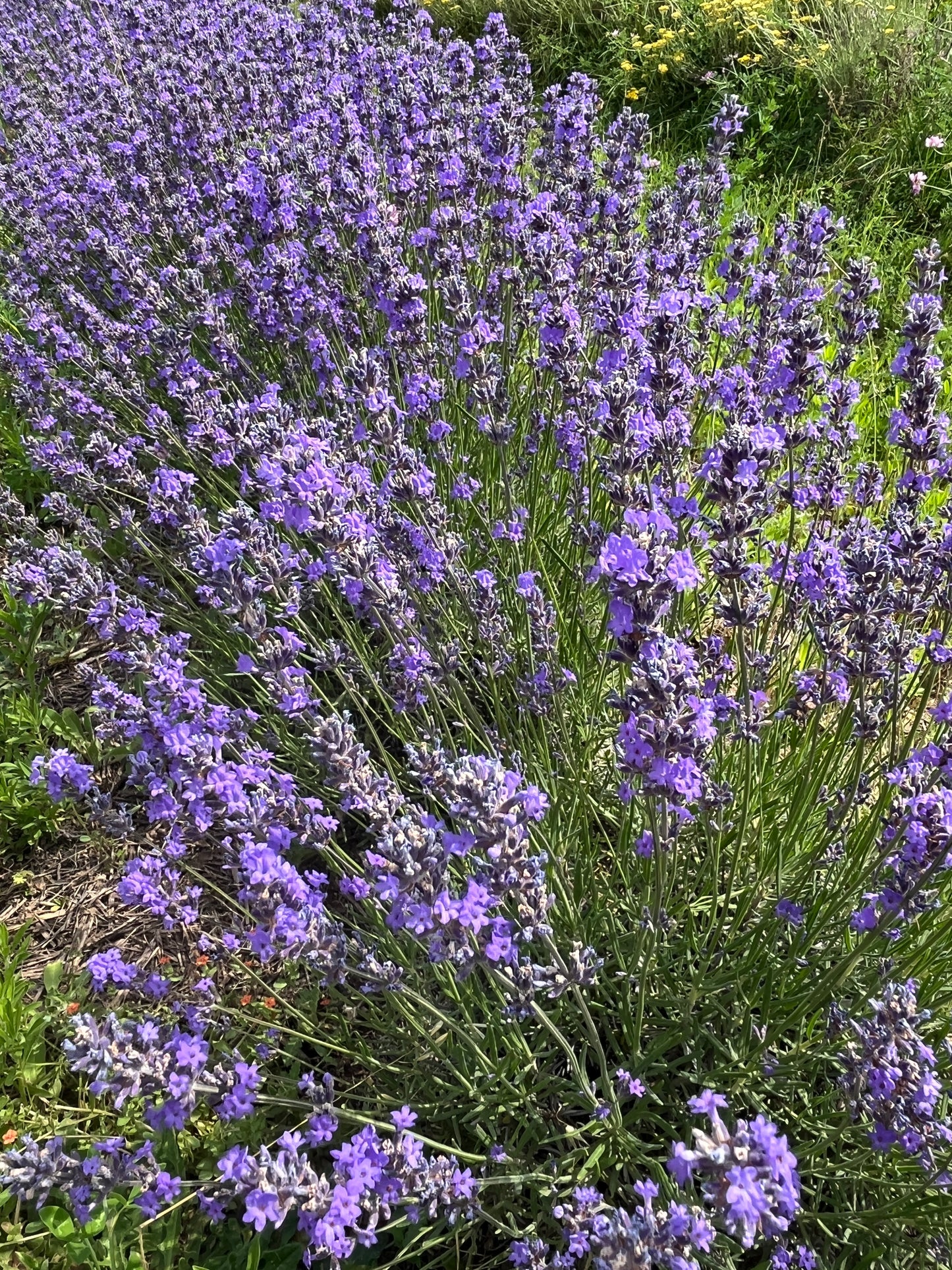 Eau Florale Intégrale de lavande fine bio