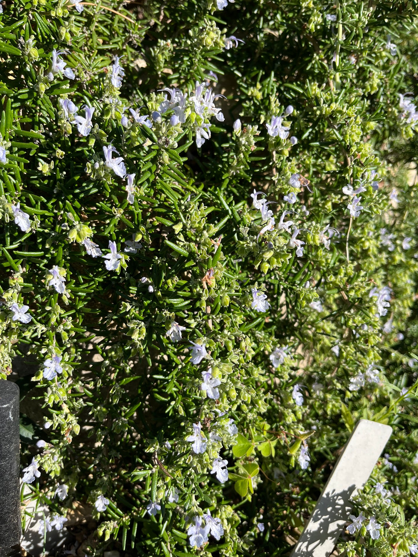 Eau Florale Intégrale de Romarin