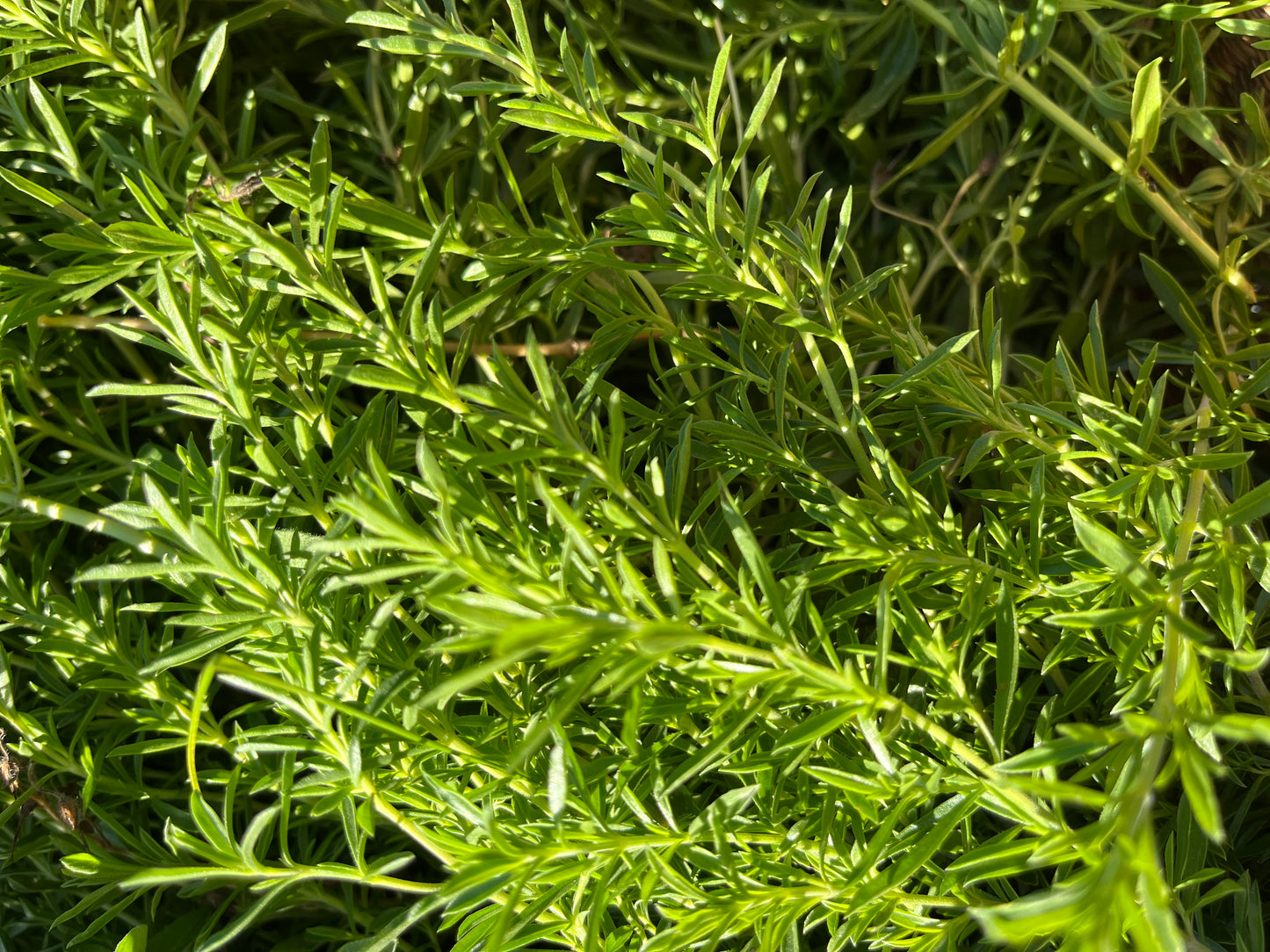 Eau Florale Intégrale de Romarin