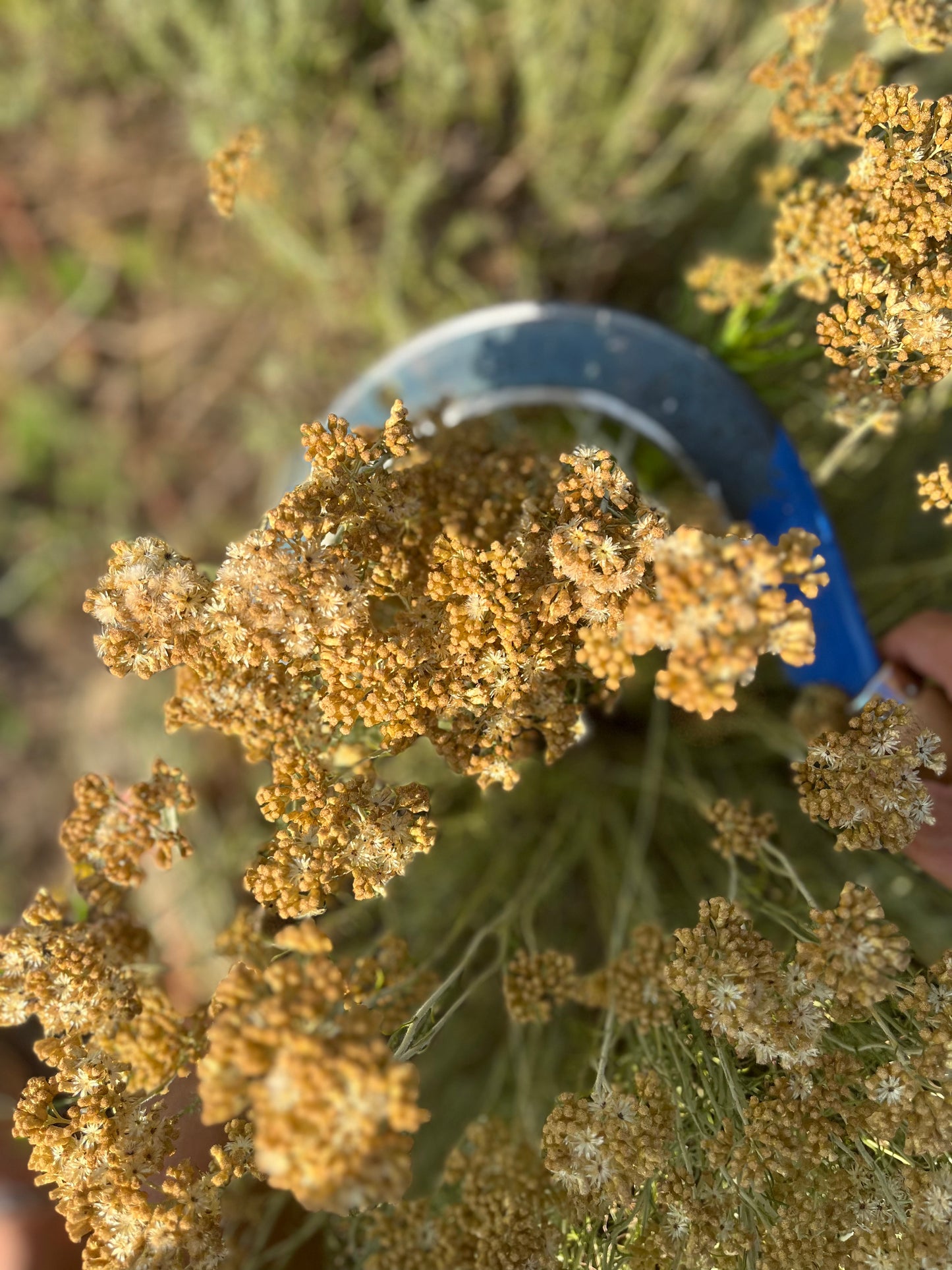 Eau Florale Intégrale d'immortelle bio