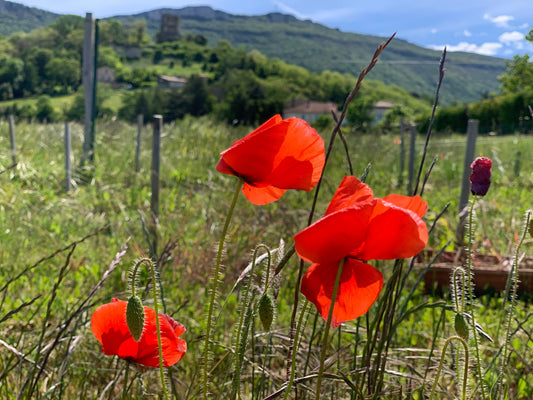 Au petit soin avec nos coquelicots pour réussir le thé Wopaya
