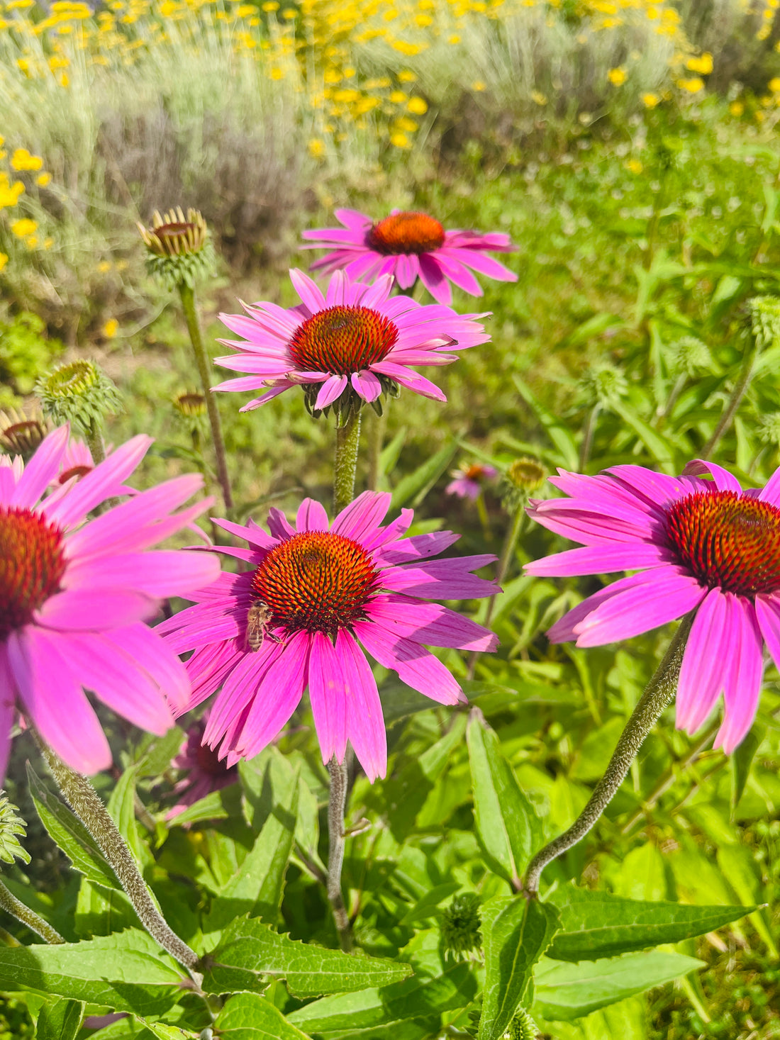 7 plantes pour démarrer l’année en pleine forme : bien-être, immunité et légèreté