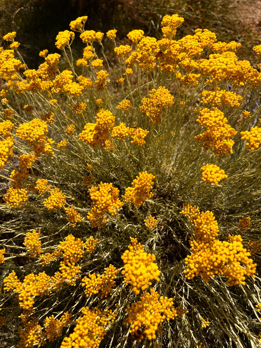 Distillation artisanale de l’immortelle : de la récolte à la main à l’eau florale intégrale
