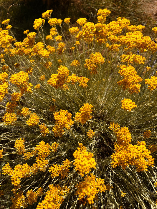 Distillation artisanale de l’immortelle : de la récolte à la main à l’eau florale intégrale
