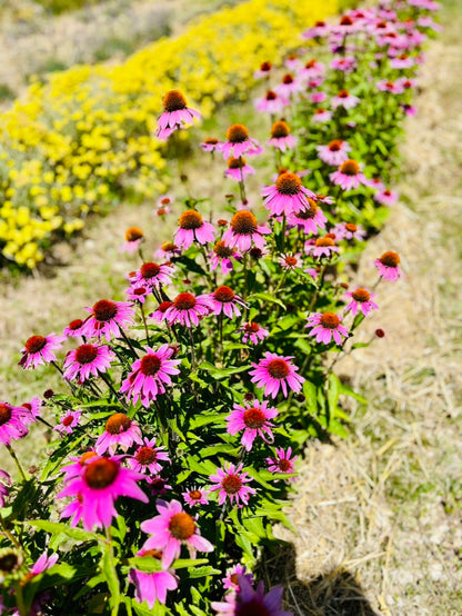 🌿 Ateliers Yoga, Nature & Sens à la ferme Wopaya - 11 avril 2026