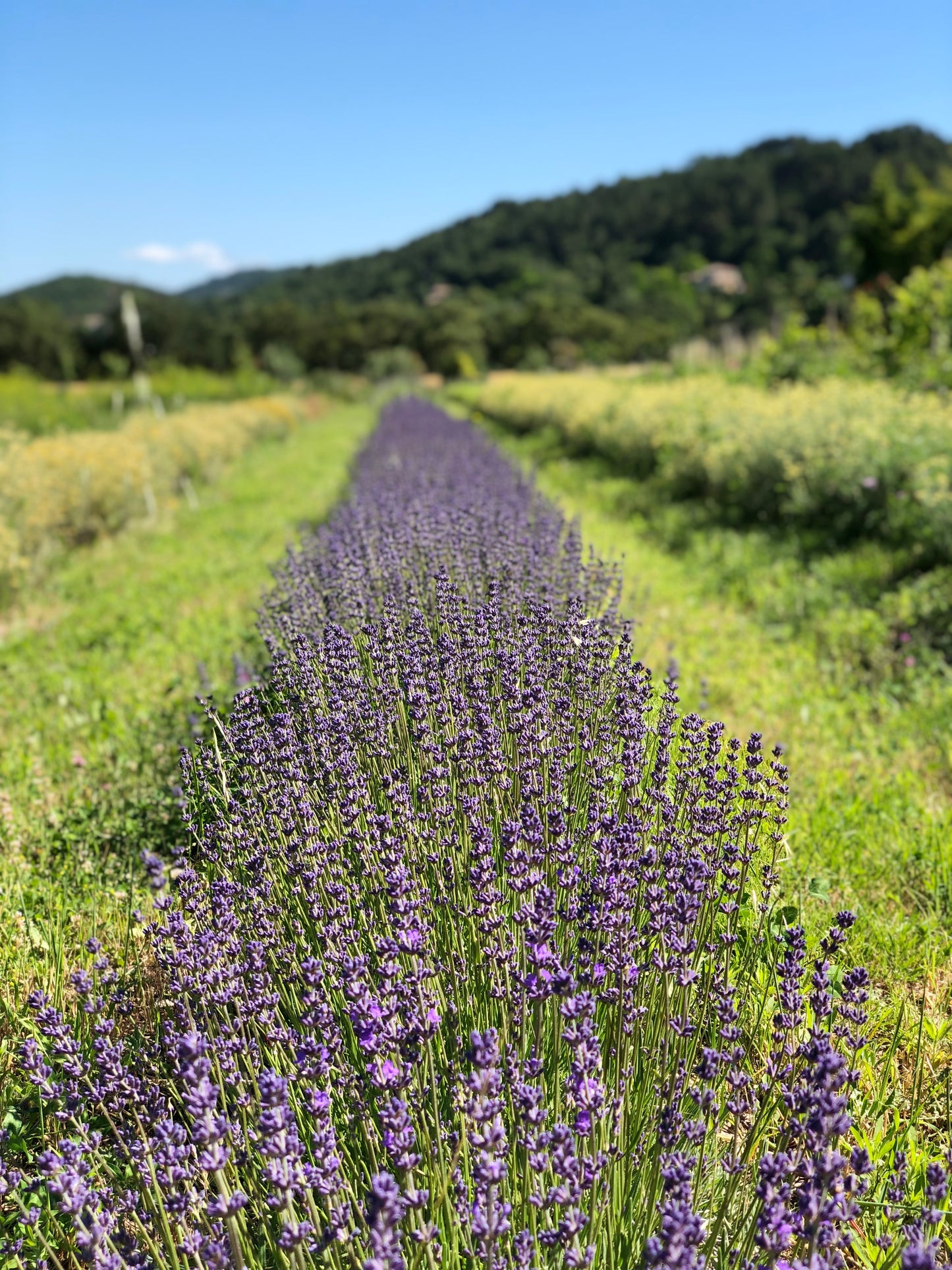🌿 Ateliers Yoga, Nature & Sens à la ferme Wopaya - 11 avril 2026